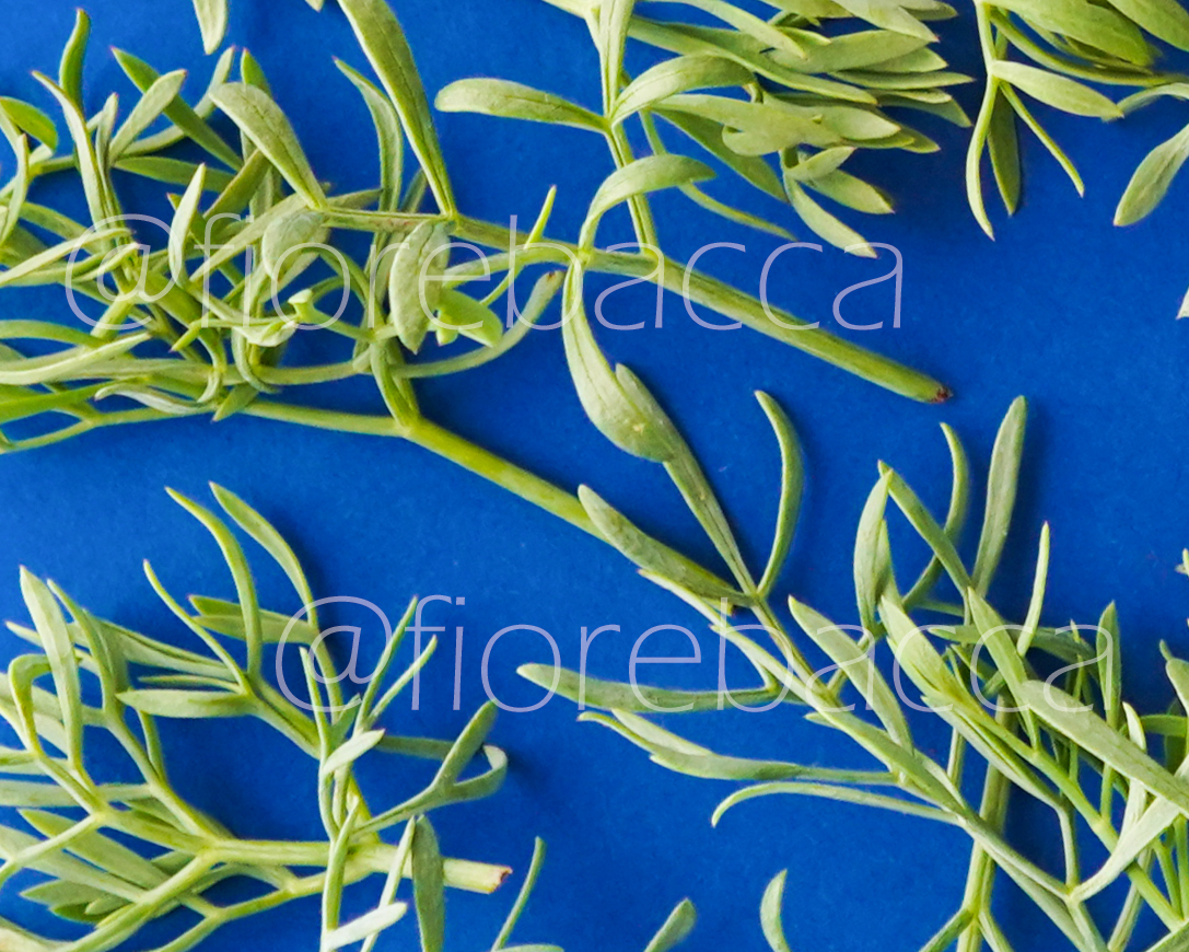 FINOCCHIO MARINO 150GR