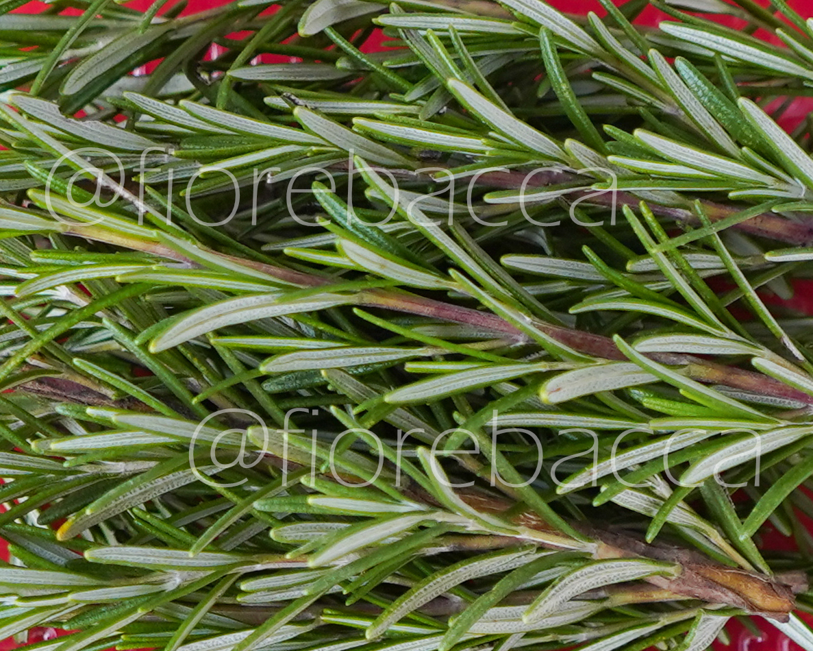 ROSMARINO 40GR BUSTA