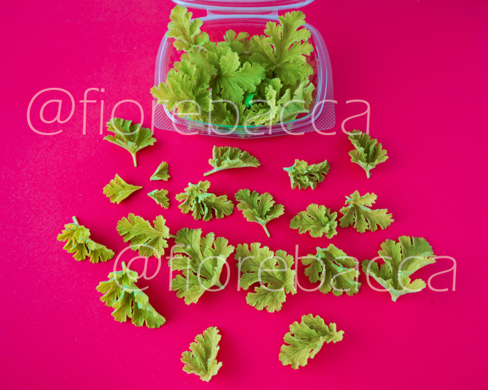 GERANIO NOCCIOLA FOGLIE