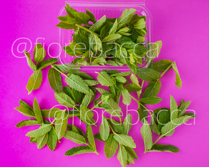 MENTA MOJITO 15GR