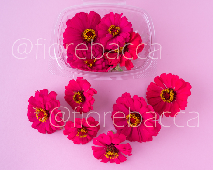 ZINNIA FUCSIA