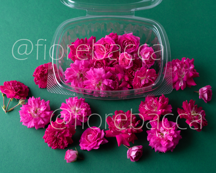 ROSE MINI FUCSIA
