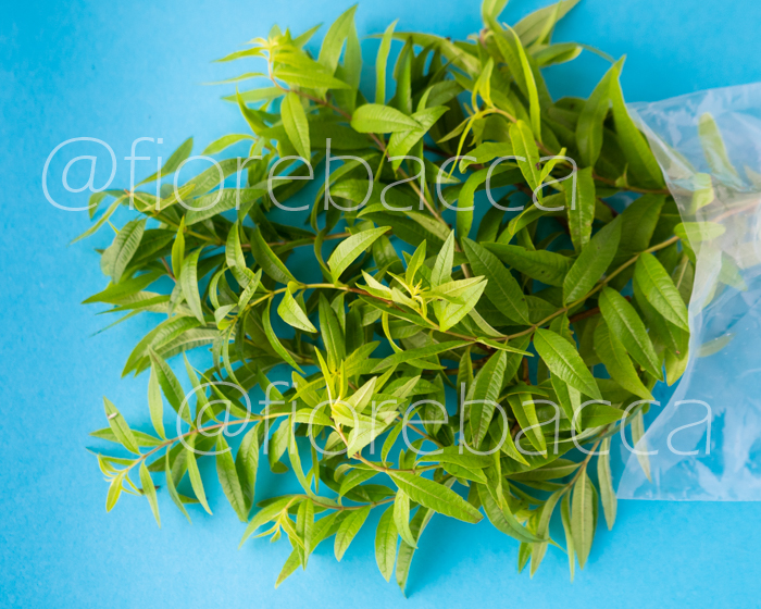 ERBA LUISA 40GR BUSTA