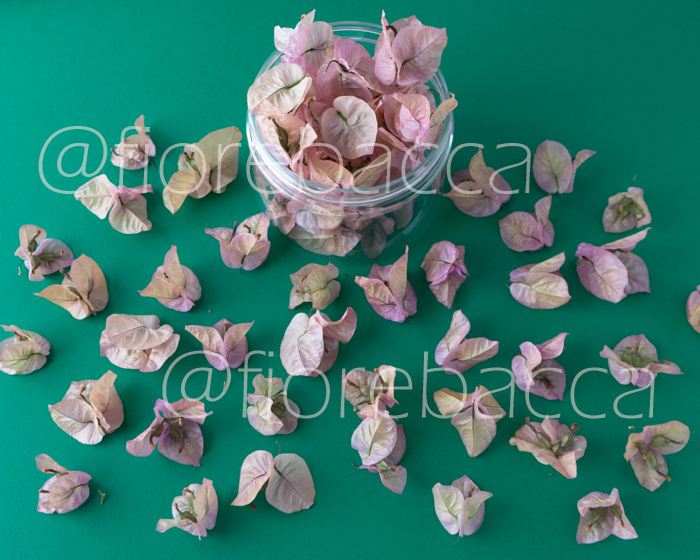 FIORE DI VENERE ROSA DORATA PICCOLA 500ML