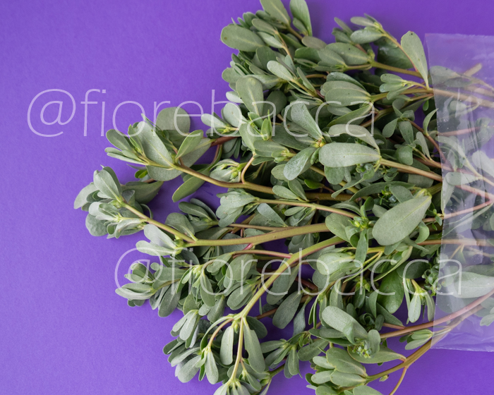 PORTULACA 100GR BUSTA