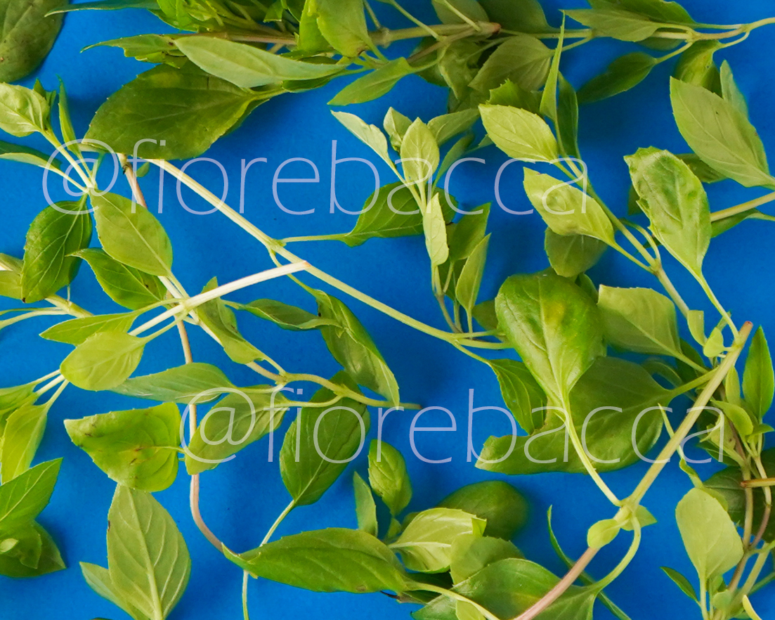 BASILICO ARTICO 150GR