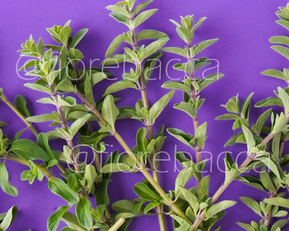 MAGGIORANA 40GR BUSTA