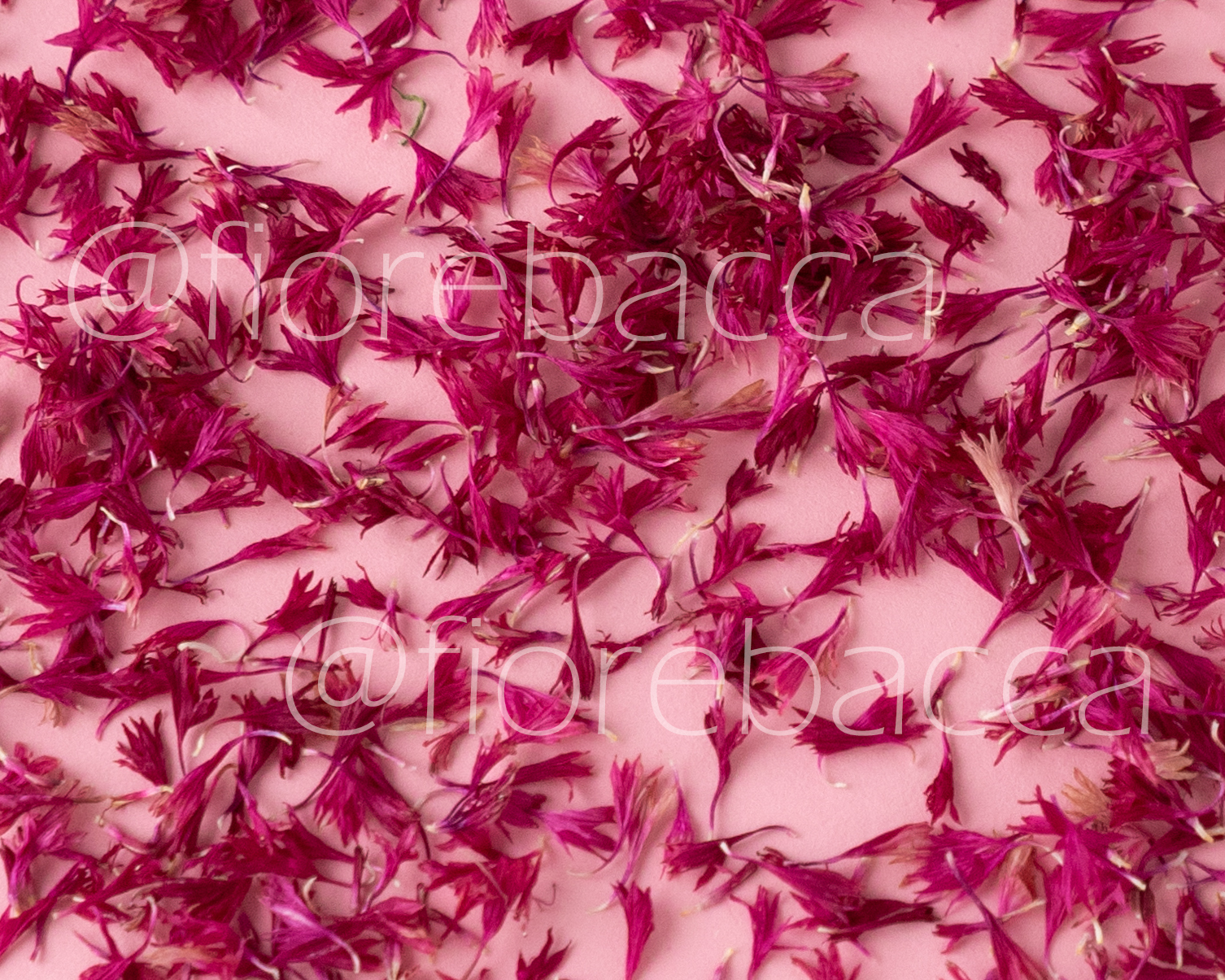 PETALI MINI CRESTATI BORDEAUX 20ML BUSTINA