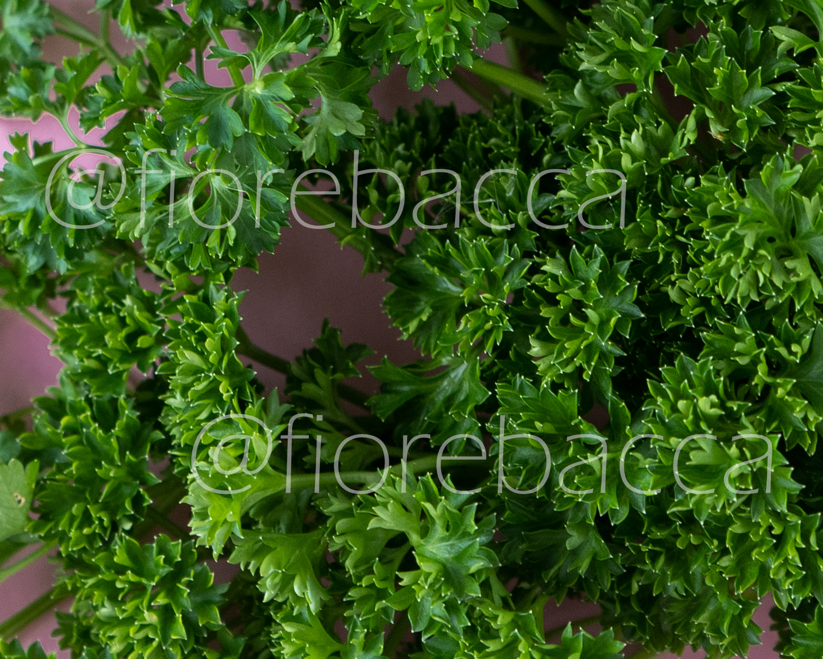 PREZZEMOLO RICCIO 150GR