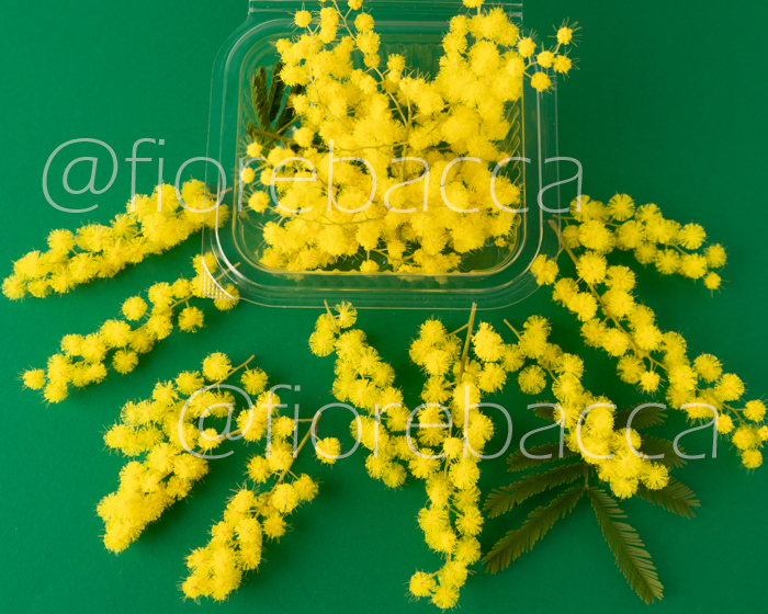 FIORE MIMOSA