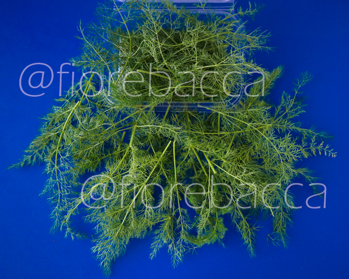 FINOCCHIO SELVATICO 25GR