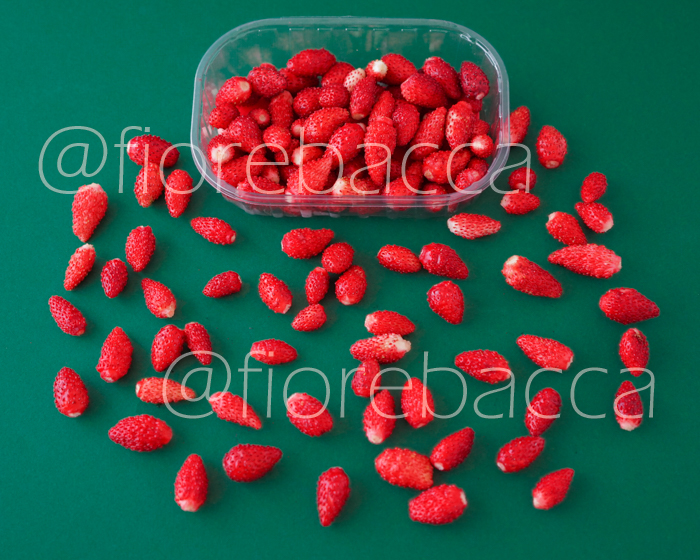 FRAGOLA DI BOSCO 50GR