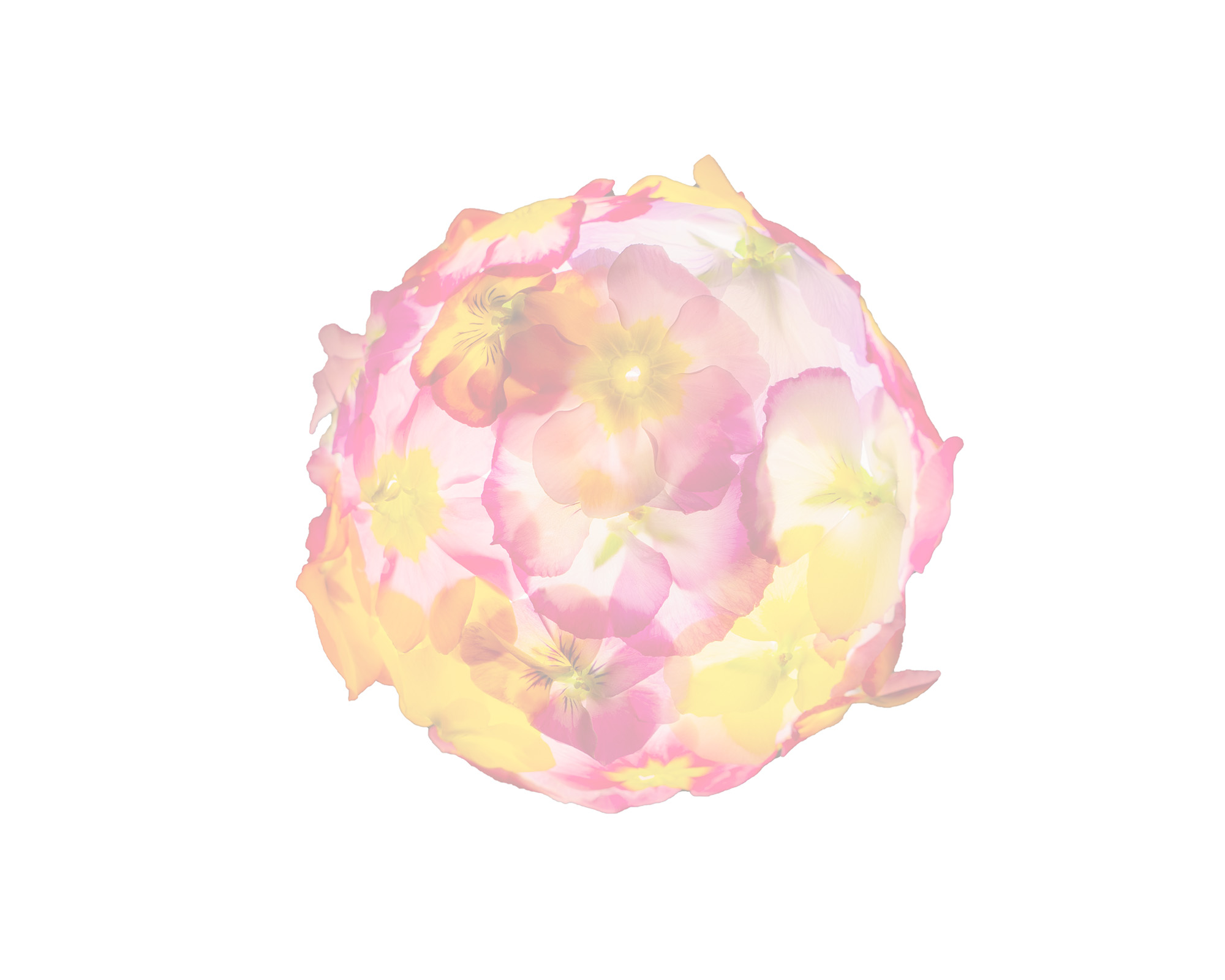 MIRTILLO AMERICANO 125GR OR: PE