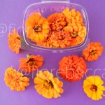 ZINNIA ARANCIO