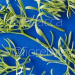 FINOCCHIO MARINO 150GR