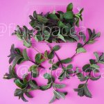 MENTA CIOCCOLATO 15GR