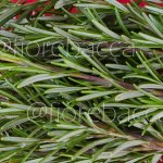 ROSMARINO 40GR BUSTA