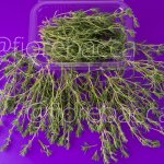 ORIGANO SICILIANO 20GR