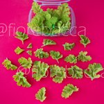 GERANIO NOCCIOLA FOGLIE