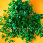 PREZZEMOLO COMUNE 50GR