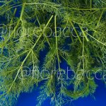 ERBA CIPOLLINA 150GR