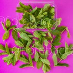 MENTA MOJITO 15GR
