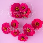 ZINNIA FUCSIA