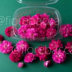 ROSE MINI FUCSIA