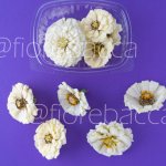ZINNIA BIANCA
