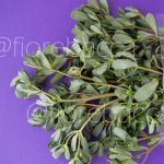 PORTULACA 100GR BUSTA
