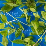 BASILICO ARTICO 150GR