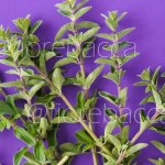 MAGGIORANA 40GR BUSTA