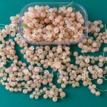 RIBES BIANCO 125GR