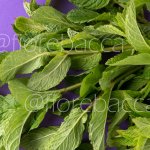MENTA 40GR BUSTA