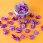 FIORE DI VENERE FUCSIA 500ML