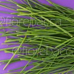 ERBA CIPOLLINA 40GR BUSTA