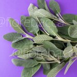 SALVIA COMUNE 40GR BUSTA