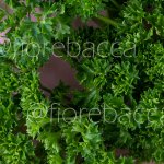 PREZZEMOLO RICCIO 150GR