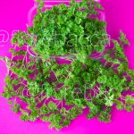 PREZZEMOLO RICCIO 25GR