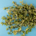 ORIGANO COMUNE 40GR BUSTA