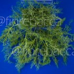 FINOCCHIO SELVATICO 25GR