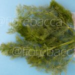 FINOCCHIO SELVATICO 40GR BUSTA