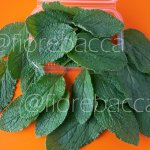 BORRAGINE FOGLIE 40GR