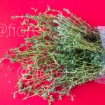 TIMO COMUNE 40GR BUSTA